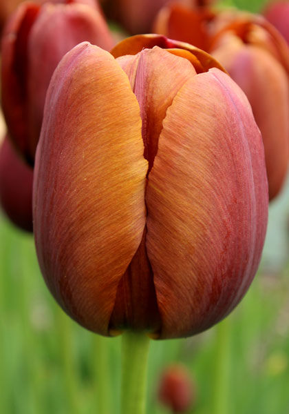 Dom Pedro tulip heirloom bulbs
