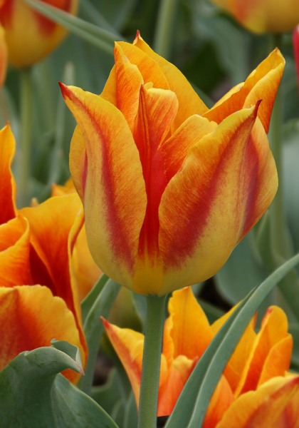 Duc d’Orange tulip heirloom bulbs
