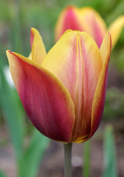 Old Times tulip heirloom bulbs