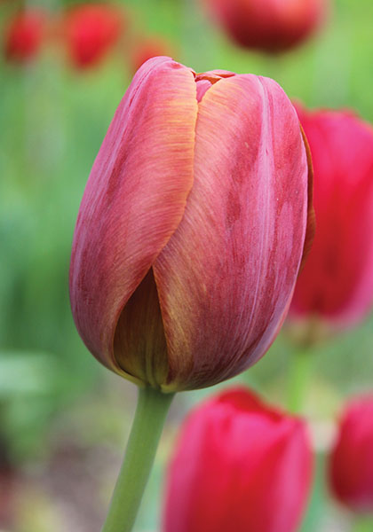 Jules Favres tulip heirloom bulbs