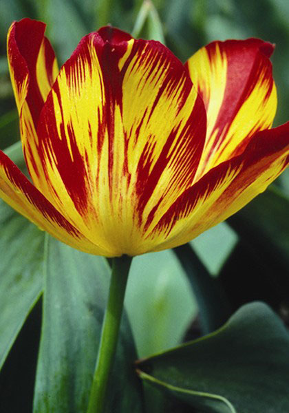 Golden Standard tulip heirloom bulbs
