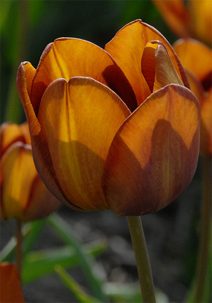 Feu Ardent tulip heirloom bulbs