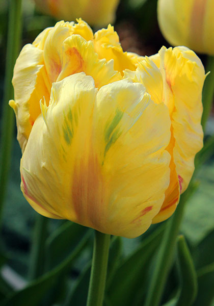 Blondine tulip heirloom bulbs
