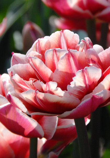 Gerbrand Kieft tulip heirloom bulbs