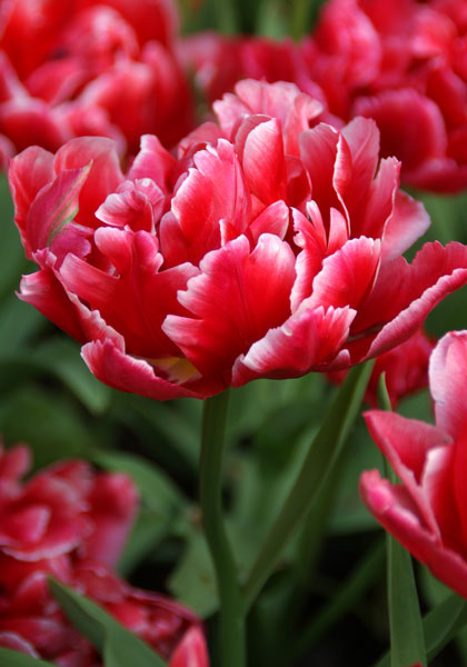 Willemsoord tulip heirloom bulbs