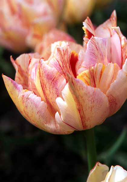Harlequin tulip heirloom bulbs