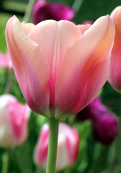 Mirella tulip heirloom bulbs