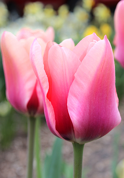Mirella tulip heirloom bulbs