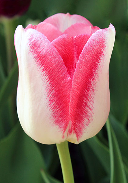 Garden Party tulip heirloom bulbs