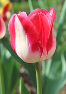 2pcs Yard Cabbage Rare Tulip Bulbs Aroma Plants Home Decor Garden se not R L2K9 