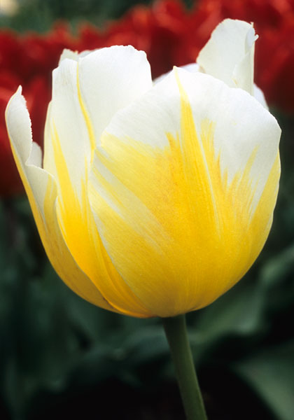 Brunhilde tulip heirloom bulbs