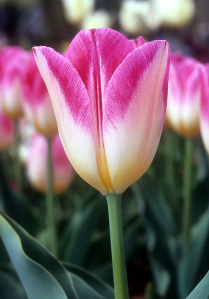 Rose Luisante Bontlof tulip heirloom bulbs