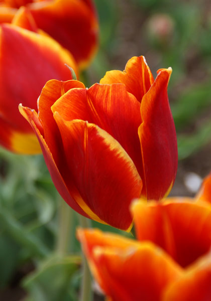 Duchesse de Parma tulip heirloom bulbs
