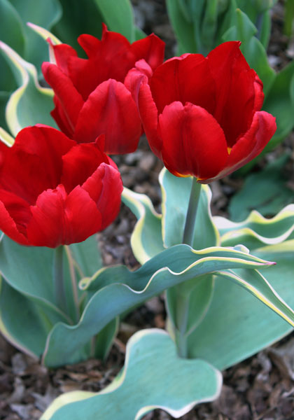 Bacchus Bontlof tulip heirloom bulbs