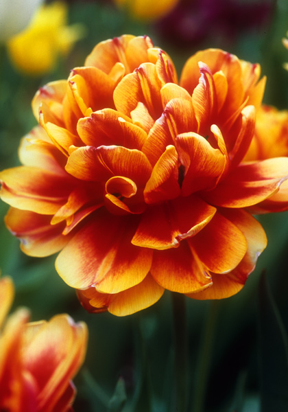 Tournesol Red and Yellow tulip heirloom bulbs