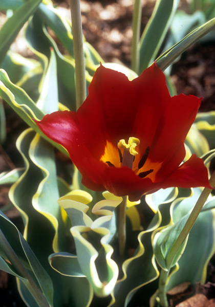 Couronne Pourpre Bontlof tulip heirloom bulbs