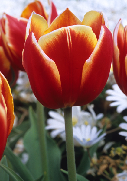 Duc de Berlin tulip heirloom bulbs