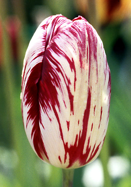 Bridesmaid tulip heirloom bulbs