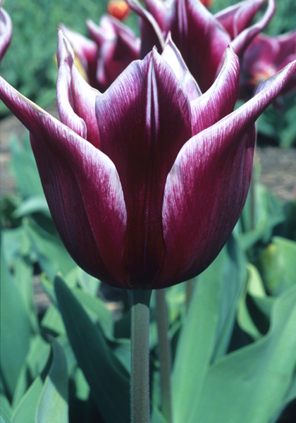 La Remarquable tulip heirloom bulbs