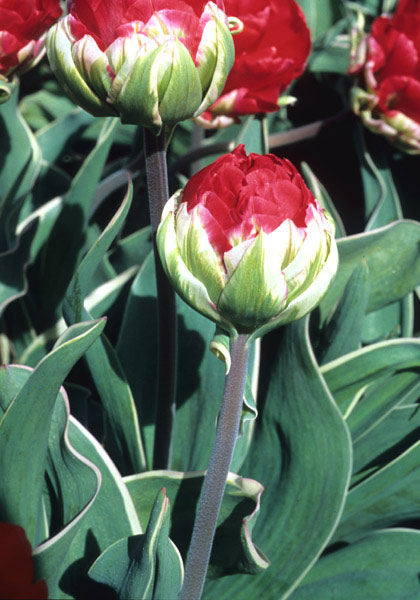 Rex Rubrorum Bontlof tulip heirloom bulbs