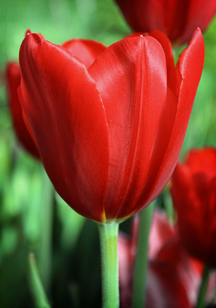 Kingsblood tulip heirloom bulbs