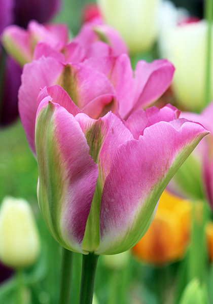 Groenland tulip heirloom bulbs