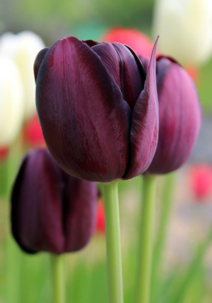 Queen of Night tulip heirloom bulbs