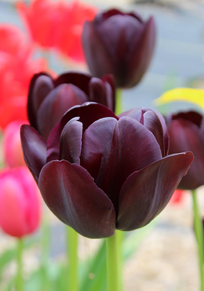 Queen of Night tulip heirloom bulbs