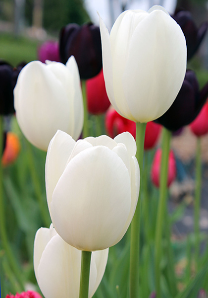 Maureen tulip heirloom bulbs