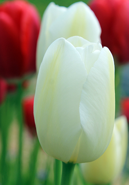 Maureen tulip heirloom bulbs