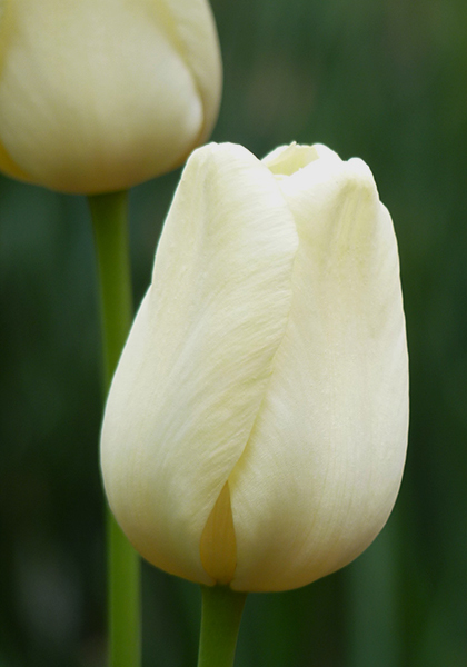 Ivory Floradale tulip heirloom bulbs