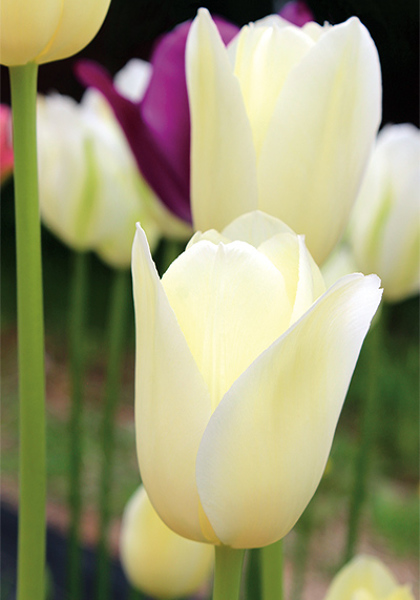 Ivory Floradale tulip heirloom bulbs