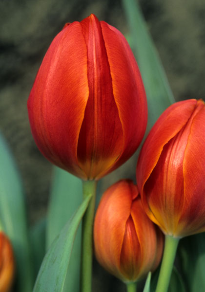Thomas Morus tulip heirloom bulbs