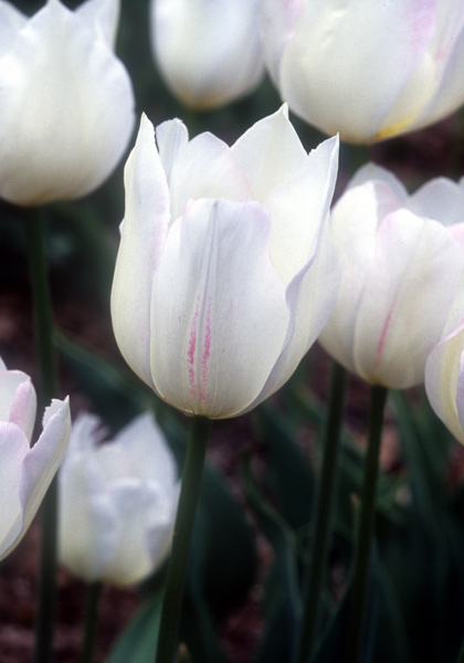 White Hawk, Albion tulip heirloom bulbs