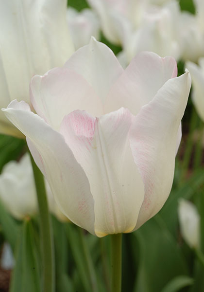 White Hawk, Albion tulip heirloom bulbs