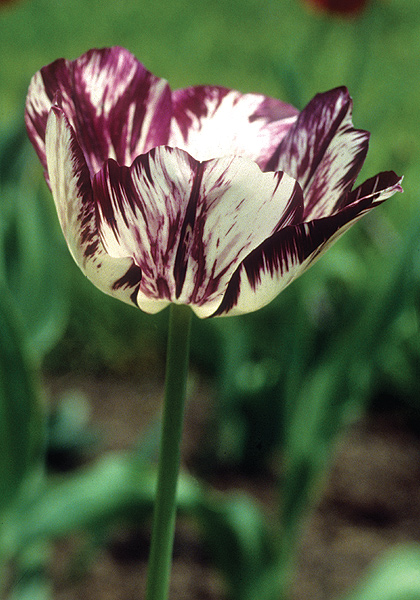 Adonis tulip heirloom bulbs