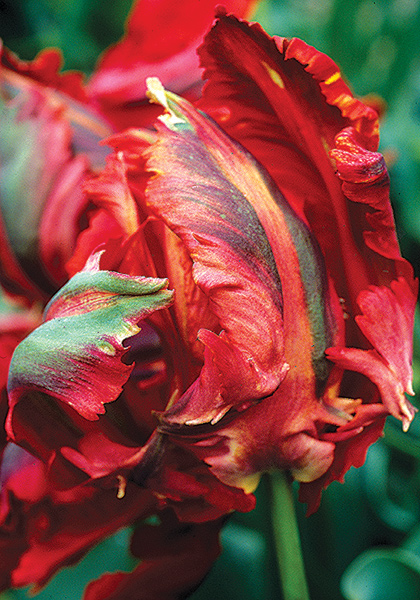 Amiral de Constantinople tulip heirloom bulbs