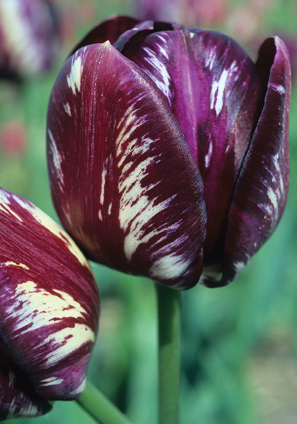 Bessie tulip heirloom bulbs