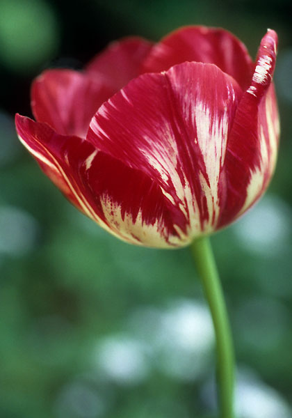 Julia Farnese tulip heirloom bulbs