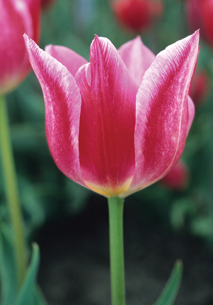 La Reine Rose tulip heirloom bulbs