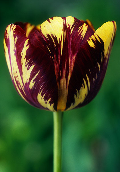 Lord Stanley tulip heirloom bulbs
