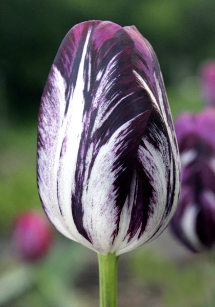 Black and White tulip heirloom bulbs