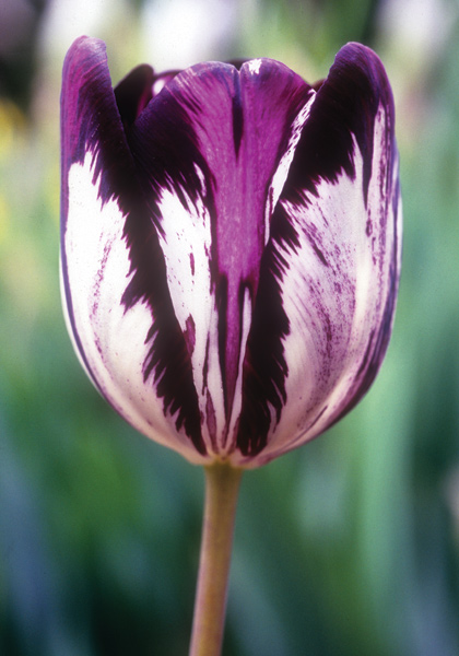 Gloria Nigrorum tulip heirloom bulbs