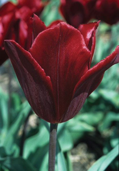 Koh-I-Noor tulip heirloom bulbs