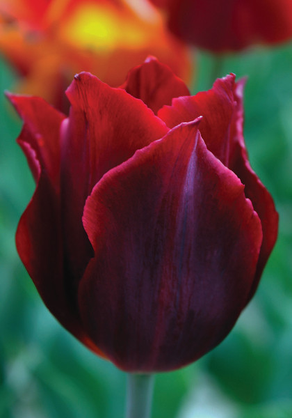 Koh-I-Noor tulip heirloom bulbs