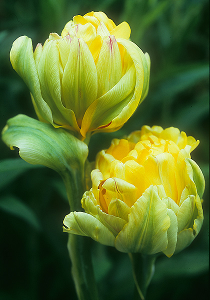 Paeony Gold tulip heirloom bulbs