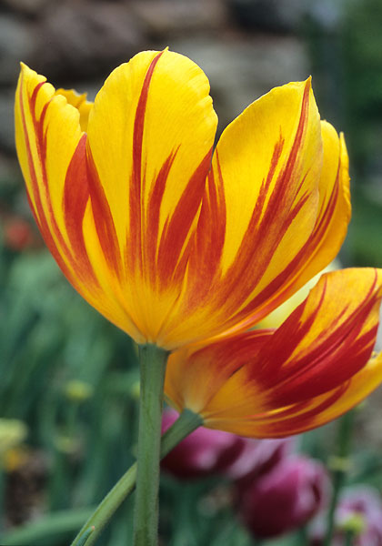 Duc van Tol Aurora tulip heirloom bulbs