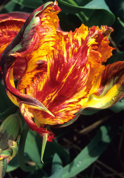 Markgraaf van Baden tulip heirloom bulbs