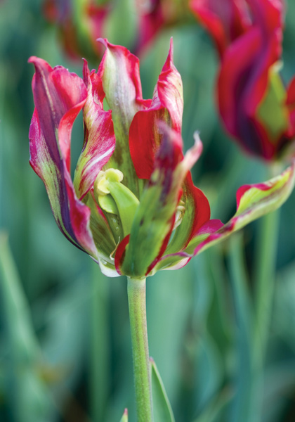 Red Hue tulip heirloom bulbs