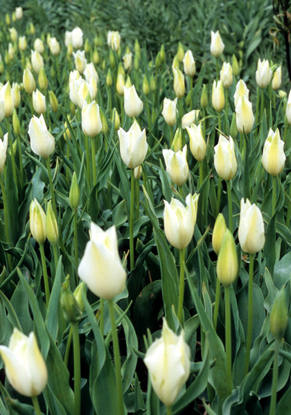 Alba Regalis tulip heirloom bulbs